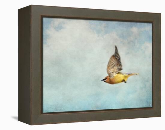 Winter Flight Cedar Waxwing-Jai Johnson-Framed Premier Image Canvas
