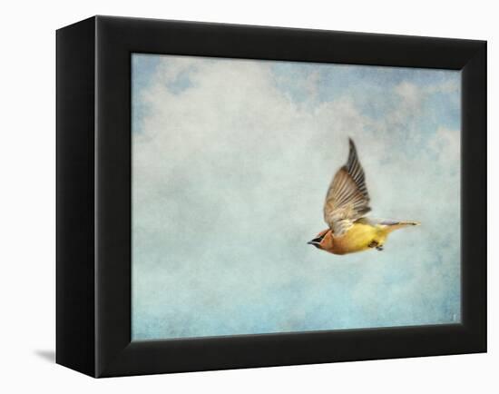 Winter Flight Cedar Waxwing-Jai Johnson-Framed Premier Image Canvas