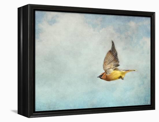 Winter Flight Cedar Waxwing-Jai Johnson-Framed Premier Image Canvas