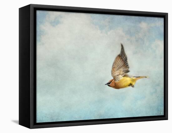 Winter Flight Cedar Waxwing-Jai Johnson-Framed Premier Image Canvas