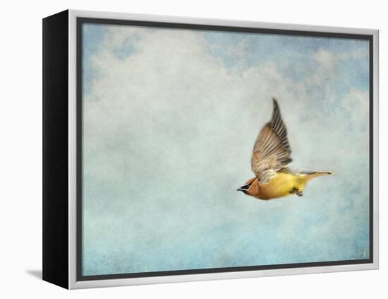 Winter Flight Cedar Waxwing-Jai Johnson-Framed Premier Image Canvas