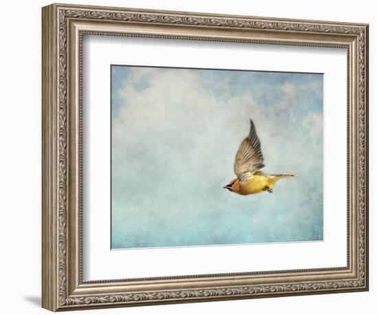 Winter Flight Cedar Waxwing-Jai Johnson-Framed Giclee Print