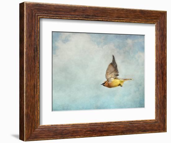 Winter Flight Cedar Waxwing-Jai Johnson-Framed Giclee Print