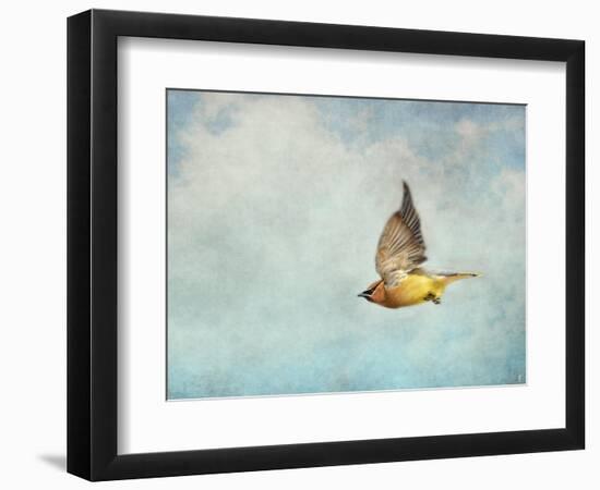 Winter Flight Cedar Waxwing-Jai Johnson-Framed Giclee Print