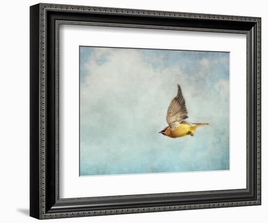 Winter Flight Cedar Waxwing-Jai Johnson-Framed Giclee Print