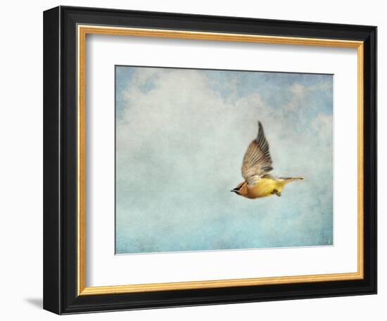 Winter Flight Cedar Waxwing-Jai Johnson-Framed Giclee Print