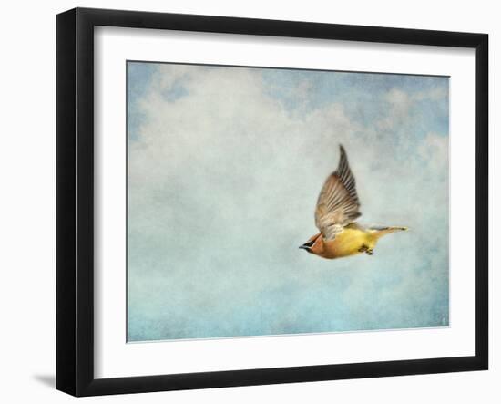 Winter Flight Cedar Waxwing-Jai Johnson-Framed Giclee Print