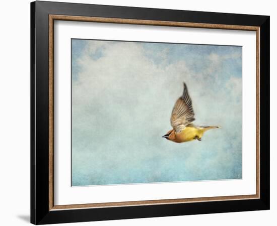 Winter Flight Cedar Waxwing-Jai Johnson-Framed Giclee Print