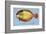 Winter Flounder-John Golden-Framed Art Print