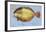 Winter Flounder-John W^ Golden-Framed Art Print