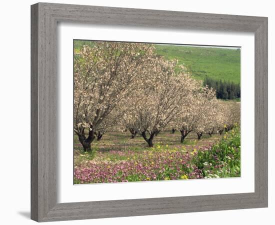 Winter Flowers and Almond Trees in Blossom in Lower Galilee, Israel, Middle East-Simanor Eitan-Framed Photographic Print