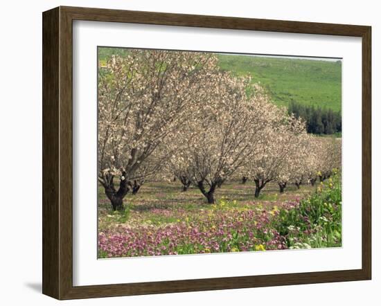 Winter Flowers and Almond Trees in Blossom in Lower Galilee, Israel, Middle East-Simanor Eitan-Framed Photographic Print