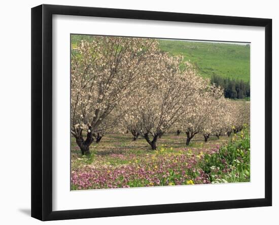 Winter Flowers and Almond Trees in Blossom in Lower Galilee, Israel, Middle East-Simanor Eitan-Framed Photographic Print