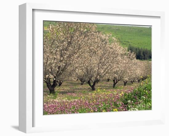 Winter Flowers and Almond Trees in Blossom in Lower Galilee, Israel, Middle East-Simanor Eitan-Framed Photographic Print