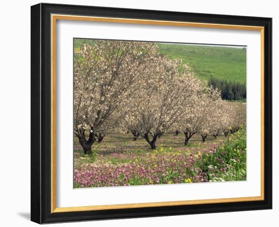 Winter Flowers and Almond Trees in Blossom in Lower Galilee, Israel, Middle East-Simanor Eitan-Framed Photographic Print