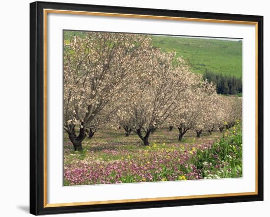 Winter Flowers and Almond Trees in Blossom in Lower Galilee, Israel, Middle East-Simanor Eitan-Framed Photographic Print
