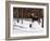 Winter Forage-Kevin Daniel-Framed Art Print