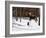 Winter Forage-Kevin Daniel-Framed Art Print