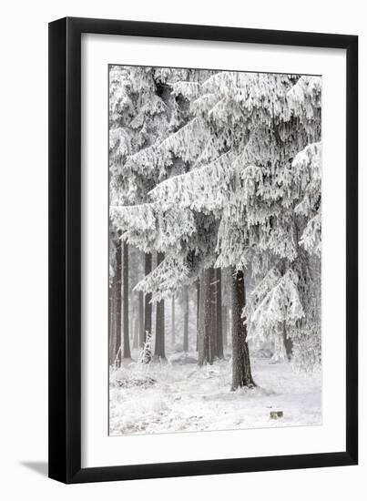 Winter Forest 2-Mareike Böhmer-Framed Giclee Print