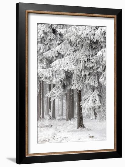 Winter Forest 2-Mareike Böhmer-Framed Giclee Print