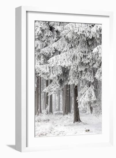 Winter Forest 2-Mareike Böhmer-Framed Giclee Print