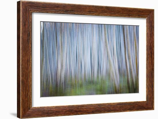 Winter Forest Abstract II-Kathy Mahan-Framed Photographic Print