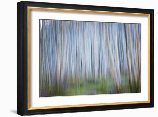 Winter Forest Abstract II-Kathy Mahan-Framed Photographic Print