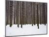 Winter Forest in Snow, Moscow, Russia-Ivan Vdovin-Mounted Photographic Print