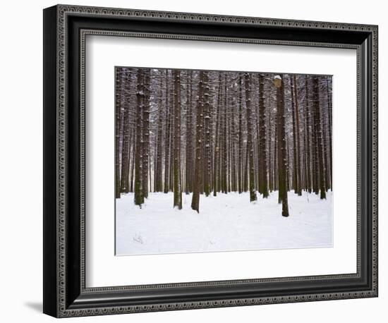 Winter Forest in Snow, Moscow, Russia-Ivan Vdovin-Framed Photographic Print