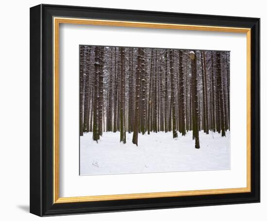 Winter Forest in Snow, Moscow, Russia-Ivan Vdovin-Framed Photographic Print