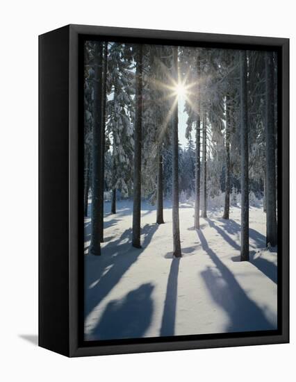 Winter Forest in the Back Light-Thonig-Framed Premier Image Canvas