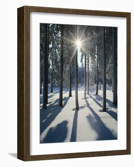 Winter Forest in the Back Light-Thonig-Framed Photographic Print