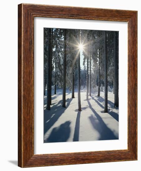 Winter Forest in the Back Light-Thonig-Framed Photographic Print