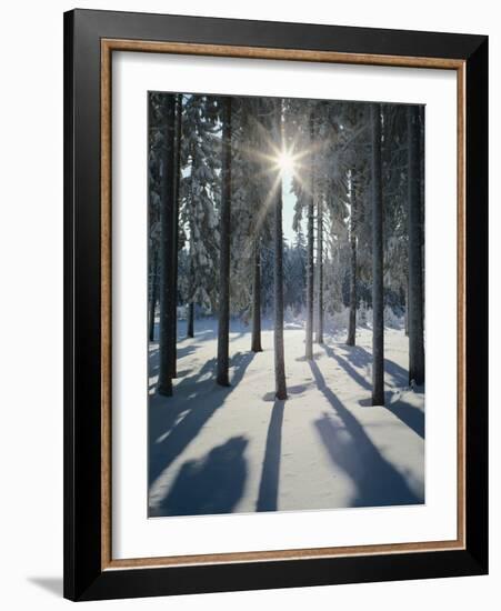 Winter Forest in the Back Light-Thonig-Framed Photographic Print