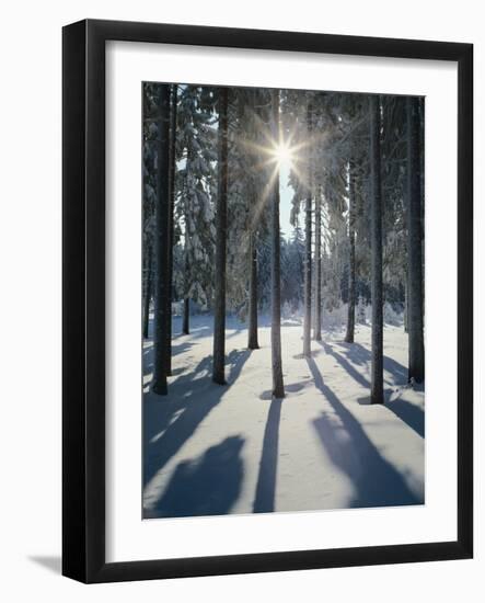 Winter Forest in the Back Light-Thonig-Framed Photographic Print