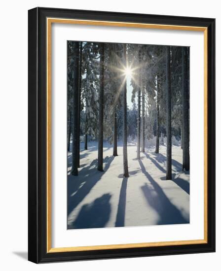 Winter Forest in the Back Light-Thonig-Framed Photographic Print