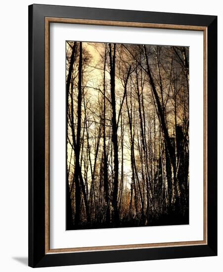 Winter Forest Light-Jody Miller-Framed Photographic Print