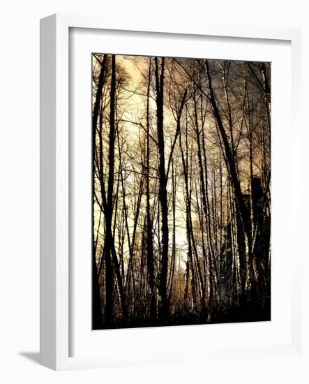 Winter Forest Light-Jody Miller-Framed Photographic Print