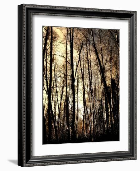 Winter Forest Light-Jody Miller-Framed Photographic Print