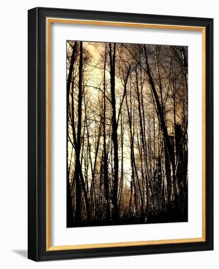 Winter Forest Light-Jody Miller-Framed Photographic Print