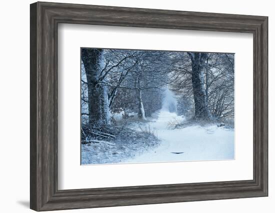 Winter Forest Path-null-Framed Premium Giclee Print