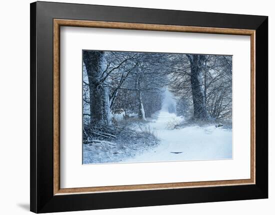 Winter Forest Path-null-Framed Premium Giclee Print