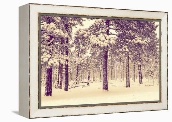 Winter Forest Vista-duallogic-Framed Premier Image Canvas