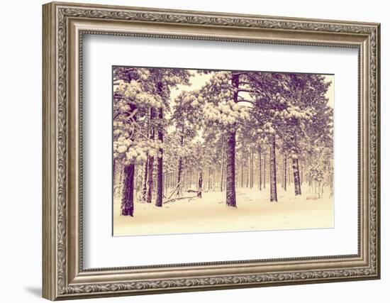 Winter Forest Vista-duallogic-Framed Photographic Print