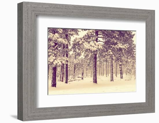 Winter Forest Vista-duallogic-Framed Photographic Print