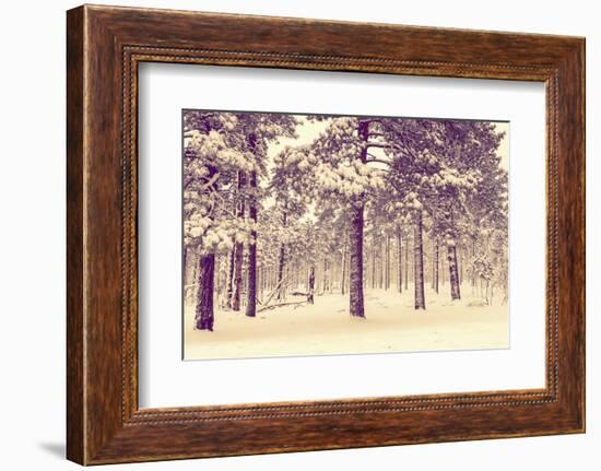 Winter Forest Vista-duallogic-Framed Photographic Print