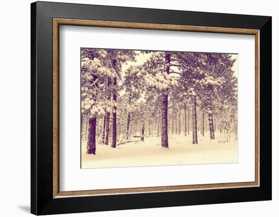 Winter Forest Vista-duallogic-Framed Photographic Print