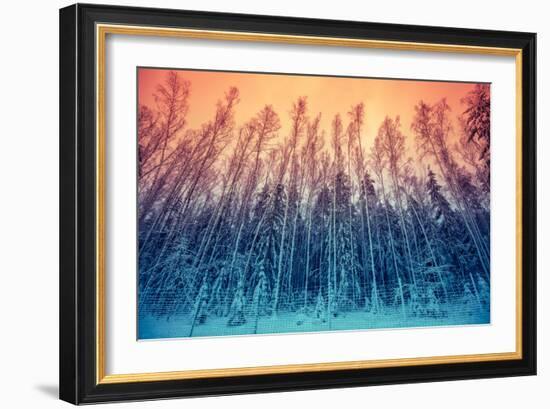 Winter Forest with With Gradient Color-vvvita-Framed Photographic Print