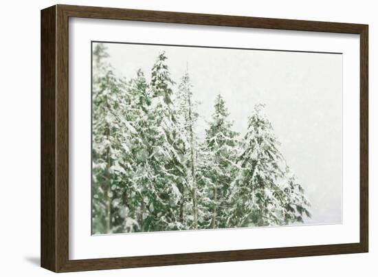 Winter Forest-null-Framed Photographic Print