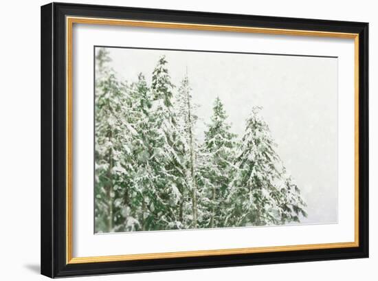 Winter Forest-null-Framed Photographic Print